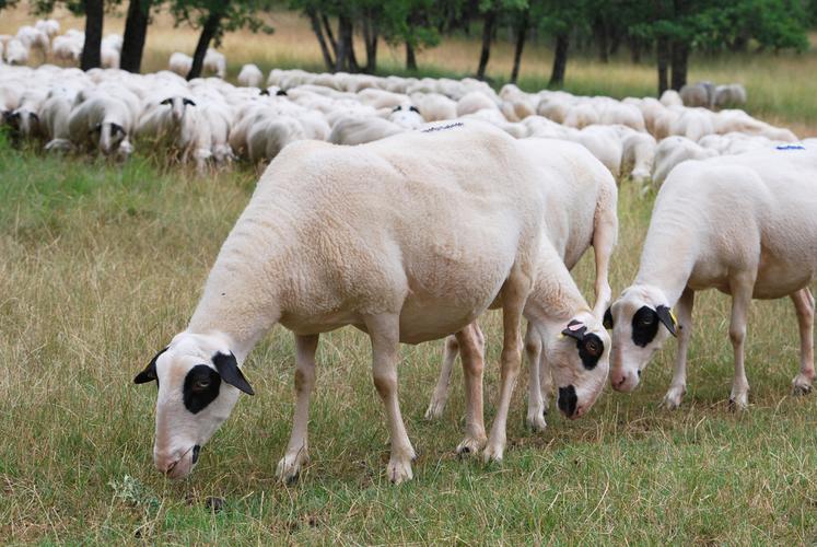 Pour être efficace, un traitement à la moxidectine nécessite des animaux en bon état.