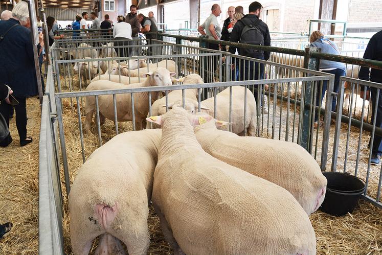 Plusieurs races ovines exposées à la vente. Les animaux ont facilement trouvé preneurs.