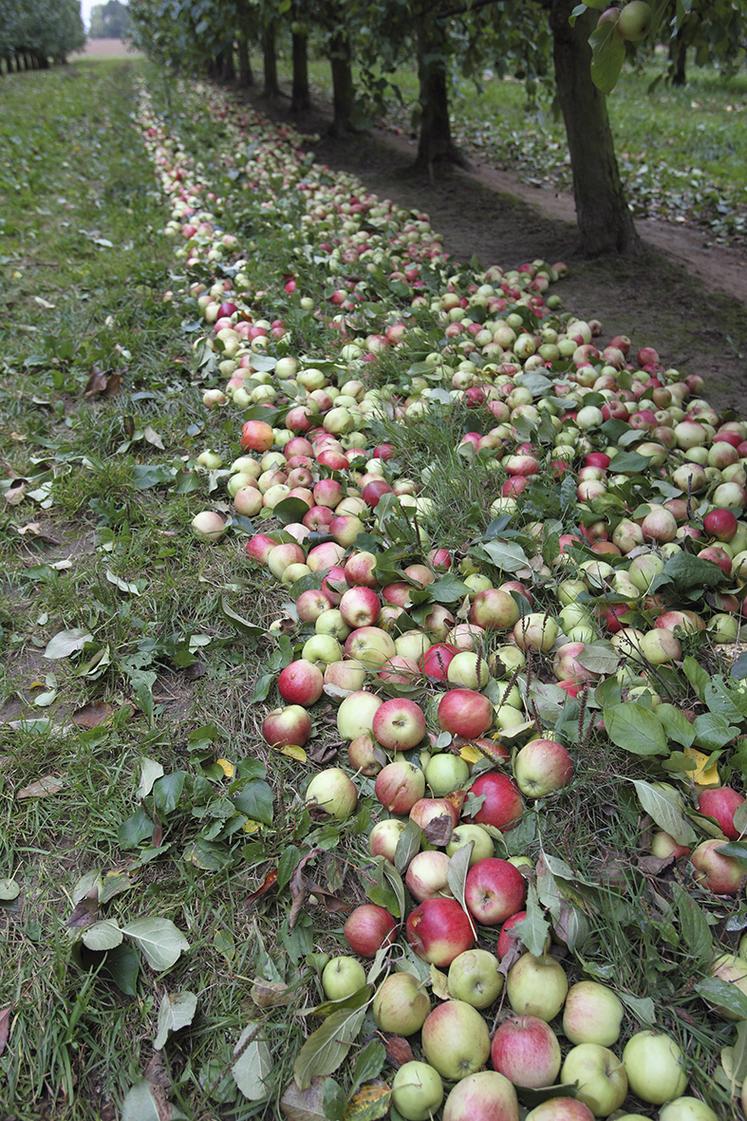Modernisation des vergers cidricoles : une aide à la plantation.