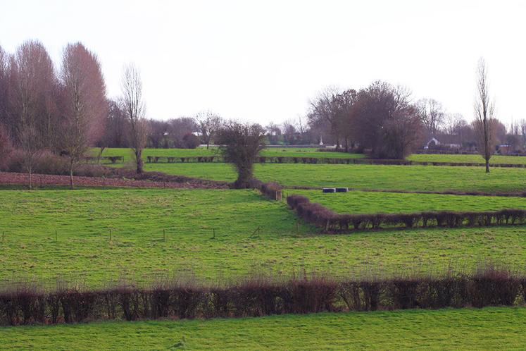 La Chambre d’agriculture de Normandie, le GIEE Adan et la Cuma Haies’nergie & Territoires présenteront les atouts des haies bocagères.