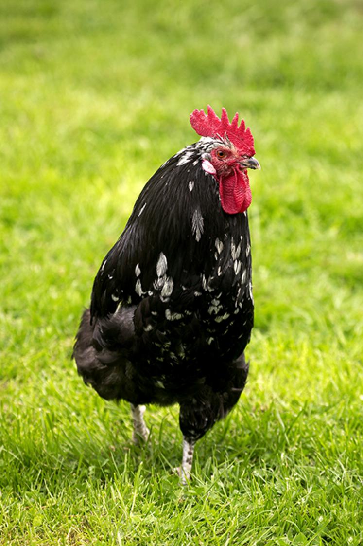 La poule de Gournay, très réputée pour la finesse de sa chair.