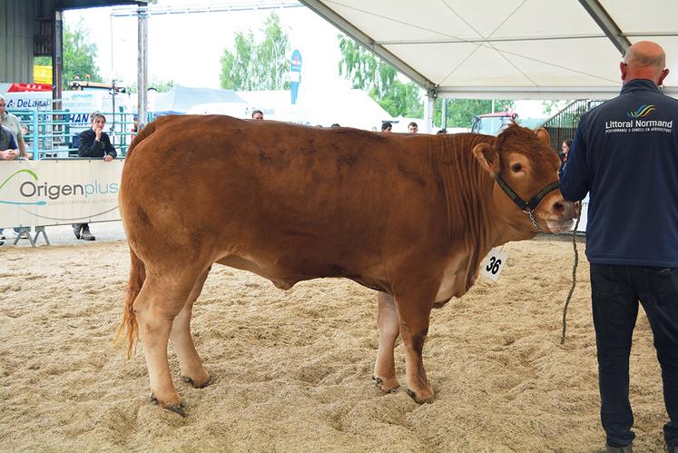 1er prix de section femelle de 24 à 36 mois. Ulana de Stéphane Havé.