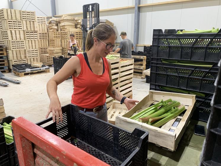 Les tiges sont expédiées aussitôt récoltées pour un produit livré très frais.