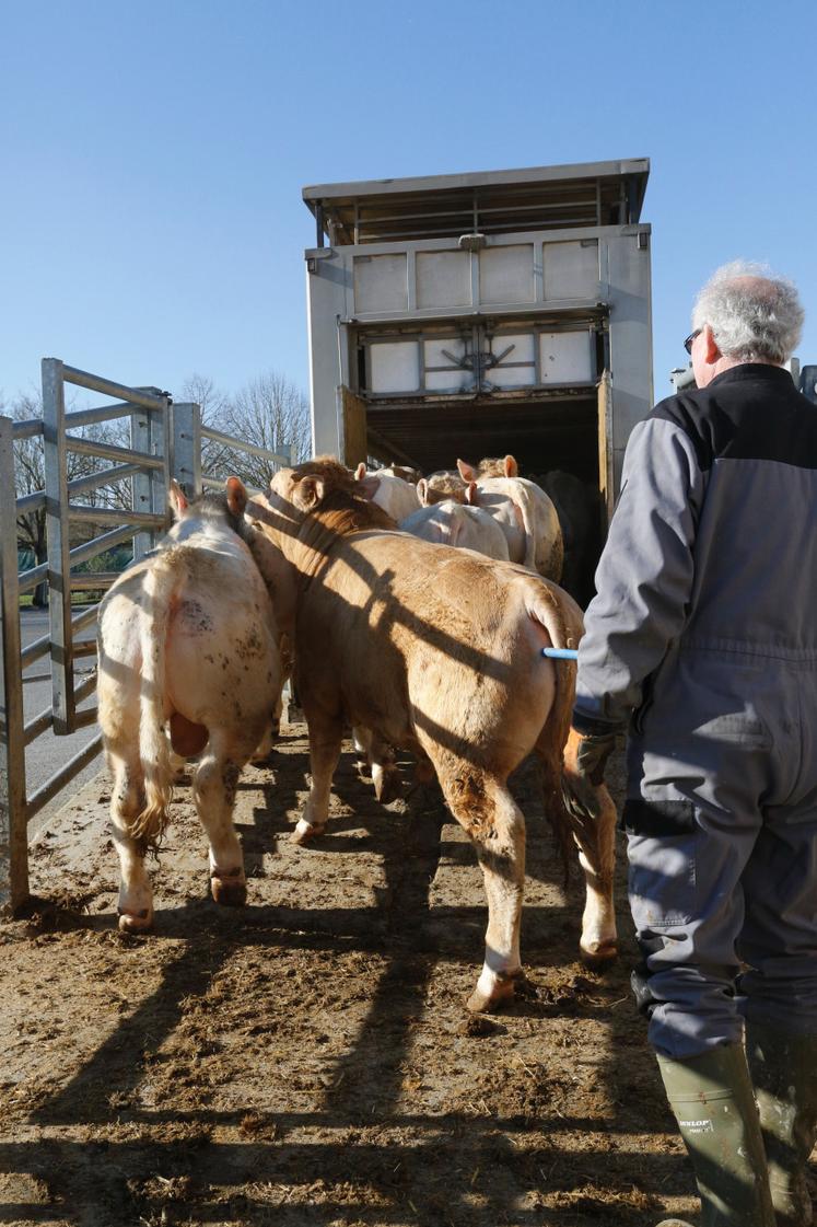 Chargement d'un lot de broutards charolais pour l'engraissement.