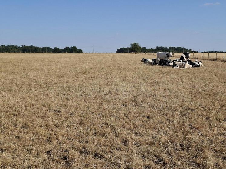 Au 20 juillet, les prairies sont fortement touchées par la sécheresse. Les éleveurs s'inquiètent pour les fourrages à venir.