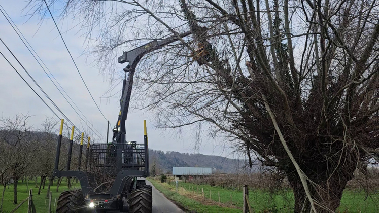 Intervention du nouveau porteur sur un arbre tétard sur la commune de Jumièges.