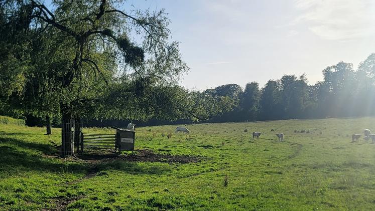 « L'eau, l'ombre et une bonne gestion du stock d'herbe  sont les trois leviers pour maintenir le pâturage durant  les épisodes de fortes chaleurs », confie Baptiste Lemonnier.