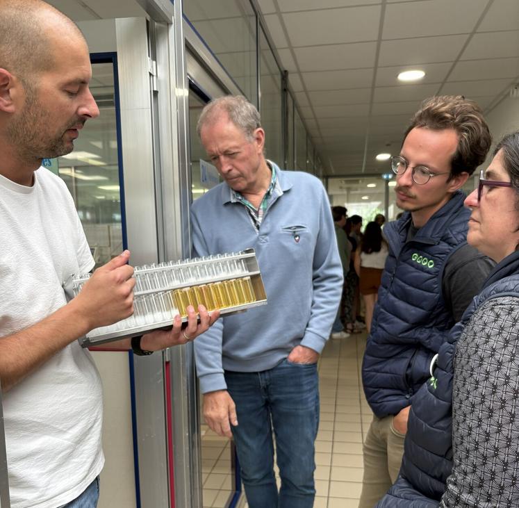 Les butyriques sont les ennemis des fromagers. Ils provoquent de mauvaises fermentations qui libèrent de l'acide butyrique, donnant un mauvais goût et une odeur désagréable au fromage.
