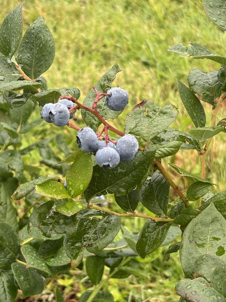 Au total 3 000 petits arbustes ont été plantés. Un myrtillier peut vivre une trentaine d'années.