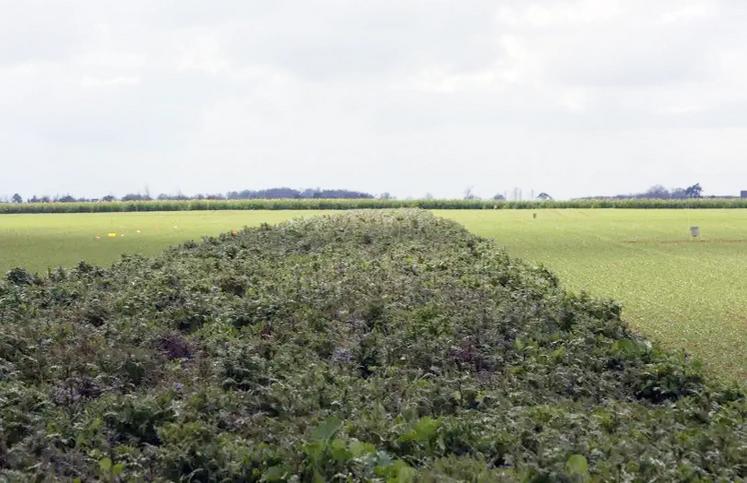 À la recherche d'économies, des producteurs s'interrogent sur l'intérêt de mettre une partie plus ou moins importante de leur surface en jachère. Cette stratégie permet effectivement de réduire les charges d'approvisionnement mais permet-elle d'améliorer la rentabilité de l'atelier grandes cultures ? 