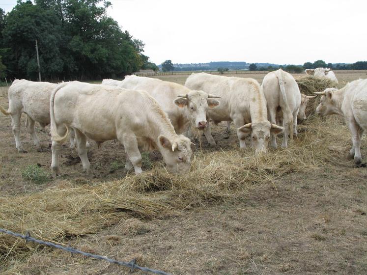 La sécheresse met sous tension de nombreuses exploitations biologiques.