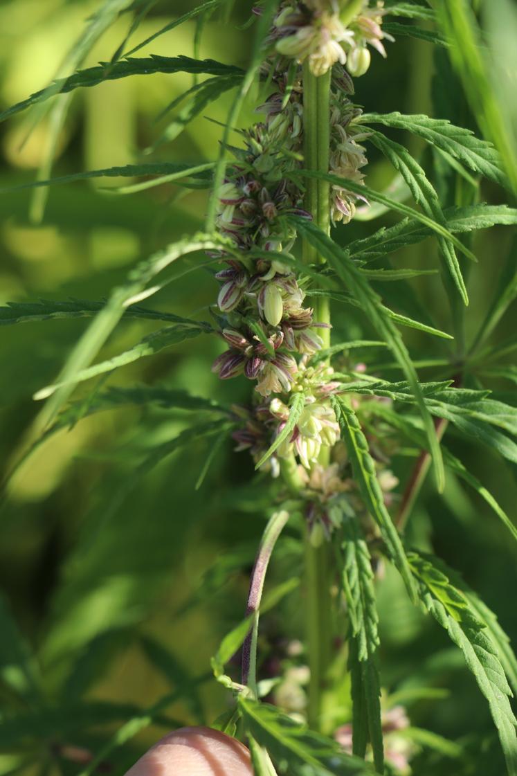 « Malgré les chaleurs  et le stress hydrique,  le chanvre est une plante  très résiliente. »