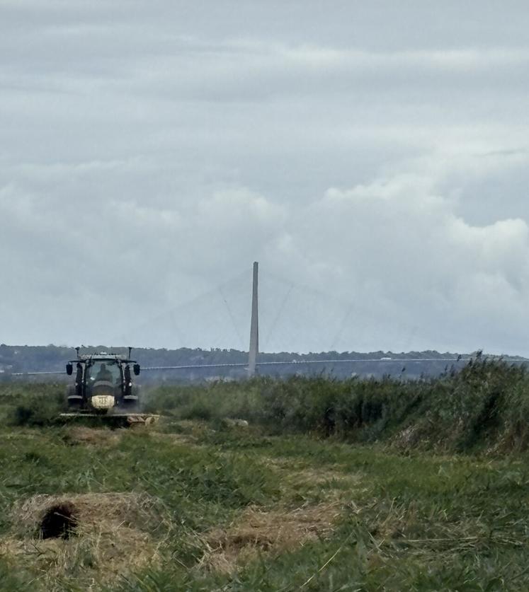 Sur 22 ha de roselière, les opérations de broyage, de fauche et de pose des clôtures préparent la mise en place d'une extension de pâturage extensif dans la réserve naturelle de l'estuaire de la Seine.