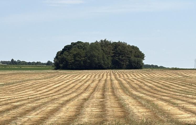 Les lins sont bien fanés. Tout va bien. La patience est de mise pour rentrer des lins de très bonne qualité.