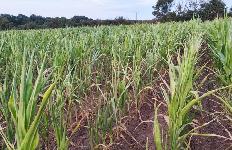 La floraison d'une grande partie des maïs a été limitée voire impossible. Les conséquences associées sont notamment la production d'épis très hétérogènes avec peu de grains et, dans les situations les plus catastrophiques, des maïs sans épi.