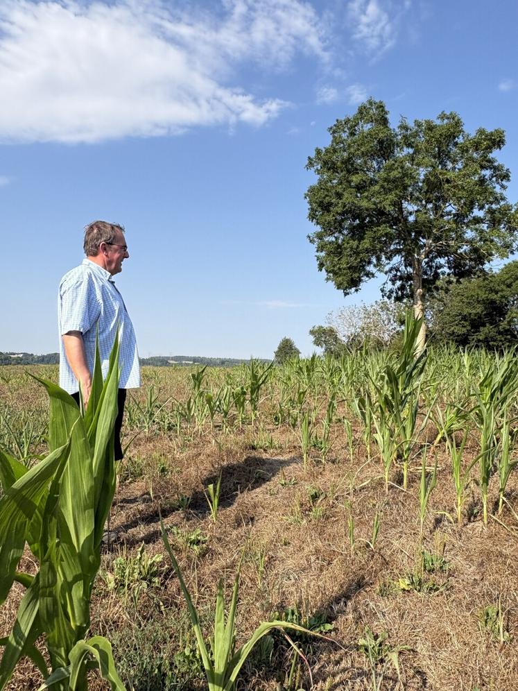 La situation est très compliquée chez Bruno Vassard, qui a perdu plus de la moitié de sa surface de maïs.