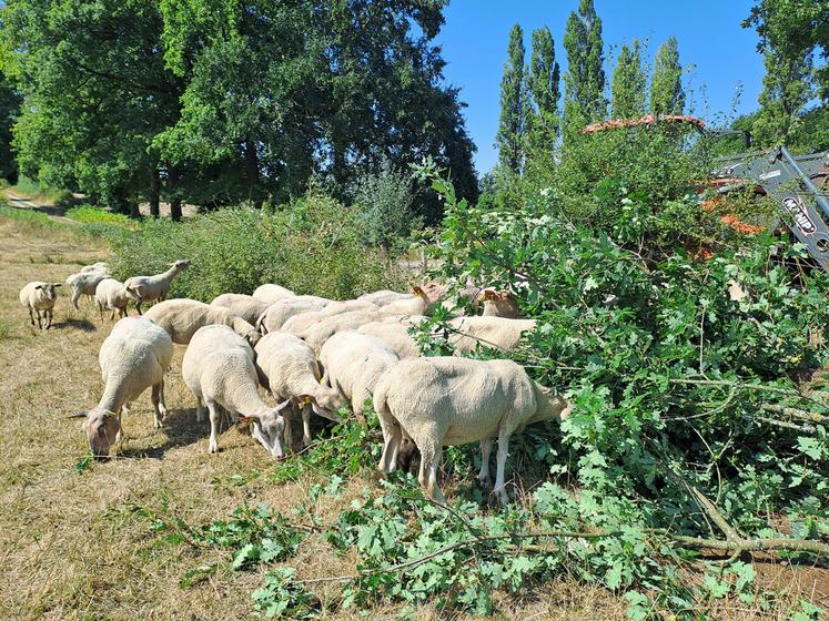 150 kg de branches coupées représentent entre 35 et 50 kg de fourrages consommables par les brebis.