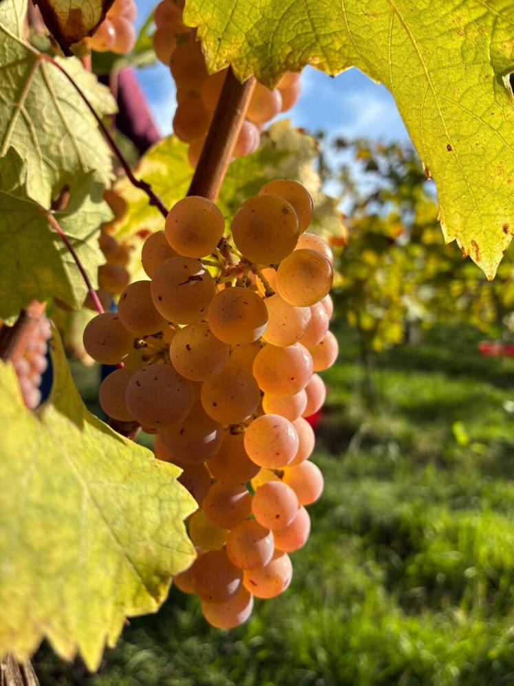 Les vendanges ont commencé le 5 septembre.