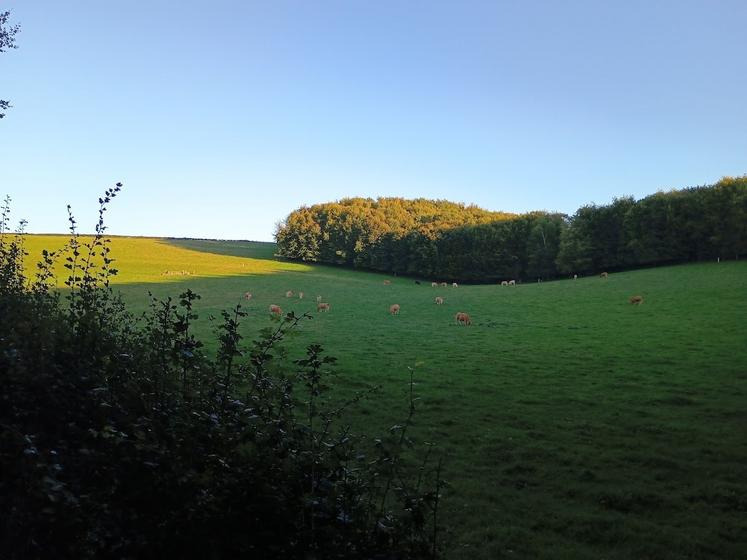 Le ratio prairie se stabilise en Normandie.