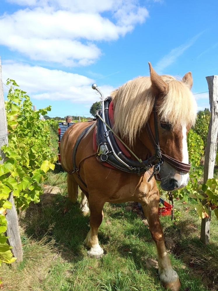L'utilisation du cheval de trait de l'ETA Reg'Art de trait vert, dirigée par Hervé Varin, pour transporter les récoltes jusqu'au pressoir, lui a permis d'économiser des énergies fossiles.