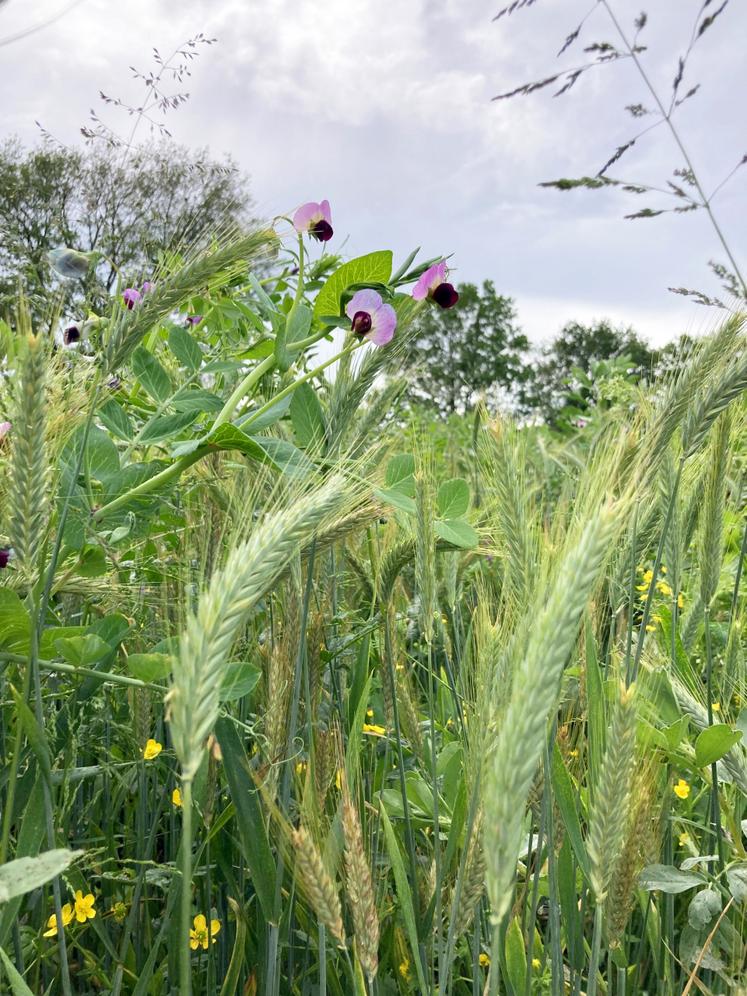 Au printemps prochain, le méteil implanté cet automne pourra être récolté en ensilage au mois de mai et ainsi reconstituer une partie des stocks qui fait aujourd'hui défaut.