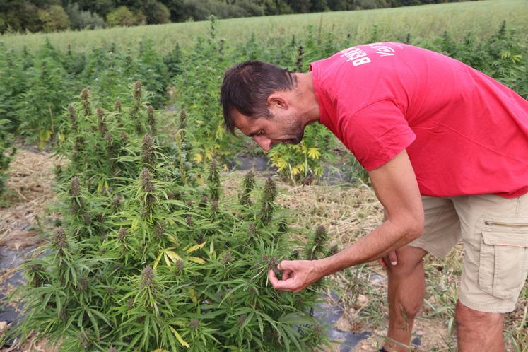 Les chanvriers normands ne traitent pas la plante, ils sont surtout vigilants à la taille. Ils récoltent environ 500 kg de fleurs par hectare.
