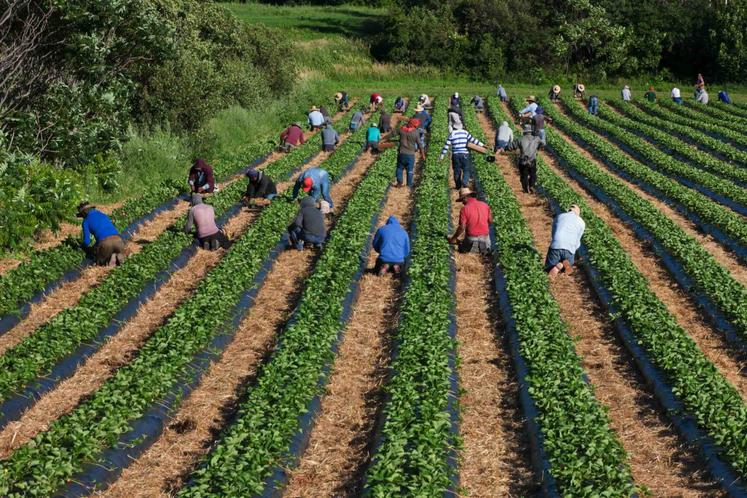 L'emploi agricole a reculé de 1,3 % en France en 2024 pour s'établir à 654 460 équivalents temps plein (ETP).