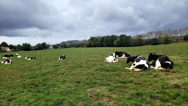 Une offre mondiale de lait toujours soutenue, mais une production française mise à l'épreuve par les aléas climatiques.