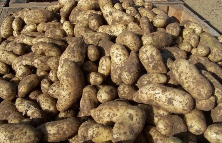 Les canicules perturbent la tubérisation et compliquent la conservation des tubercules.