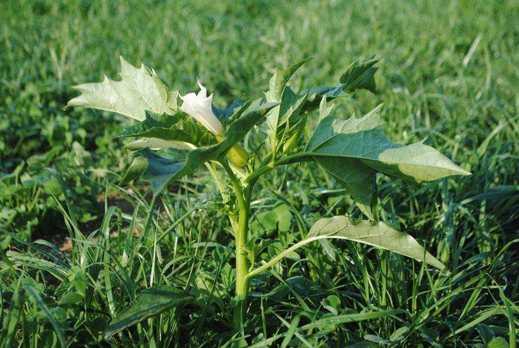 Le datura est particulièrement toxique et persiste dans le fourrage conservé.