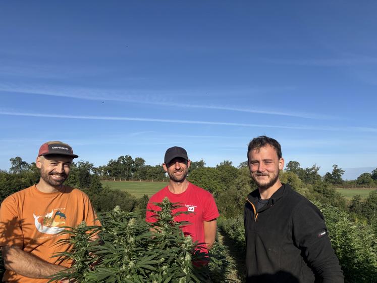 Marius, Clotaire et Louis s'activent : l'heure des premiers ramassages de la saison est lancée. Le chanvre CBD est semé en avril, à raison de 5 000 pieds/ha, pour une récolte de mi-septembre à fin octobre, selon les variétés.