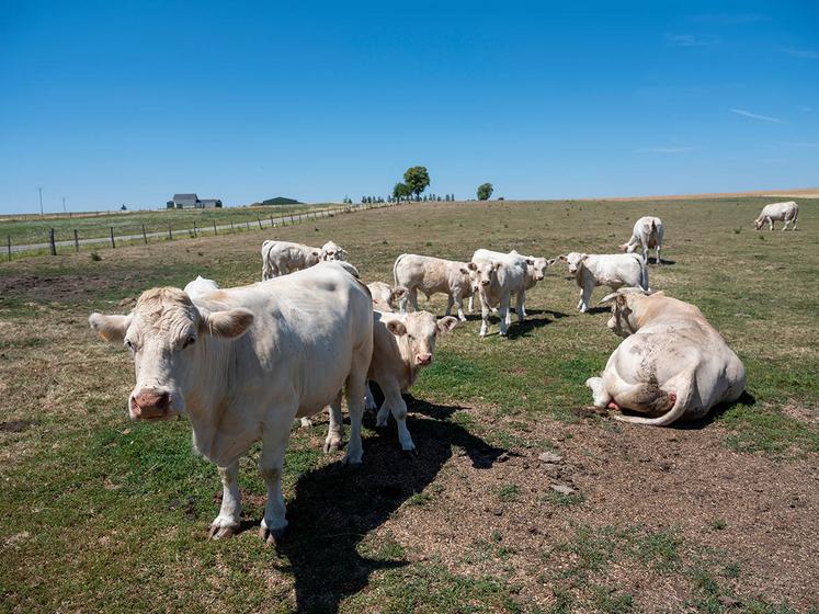 L'herbe s'est fait rare en Normandie aussi durant l'été 2026.
