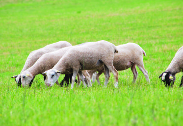 L’agnelle de renouvellement présente des particularités qui influencent directement son taux de fertilité.