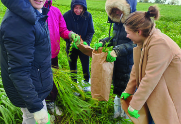 Prélèvement de couverts végétaux par les étudiants BTS ACSE de la MFR de Granville pour détermination de la biomasse.