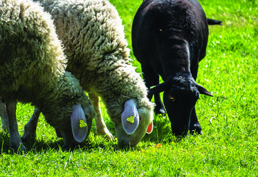 La hausse des prix des ovins et du lait permettrait de compenser les coûts intrants si ces derniers revenaient très vite à leur niveau du début de l’année. Sinon, les éleveurs d’ovins subiront de lourdes pertes. 