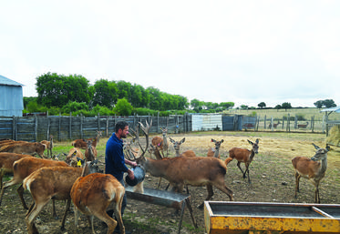 À Épuisay, la Ferme de l’étang possède dans son élevage un troupeau de 90 cervidés en reproduction et 65 autres cervidés pour la consommation de cet hiver