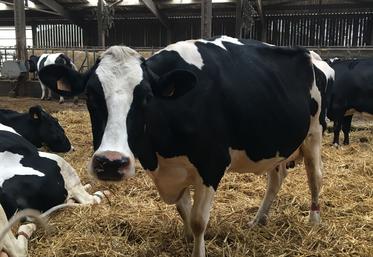 Vache laitière Prim'Holstein