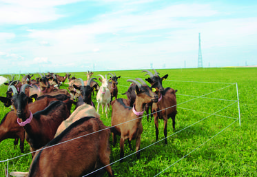 Installée il y a tout juste un an (Aube), Manon Vérité a opté pour ce système de rotation afin de permettre à son troupeau de 40 chèvres d’améliorer la production laitière. La pratique porte déjà ses fruits.