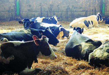 La production laitière, quoique présente partout en Normandie, est davantage positionnée à l'ouest.