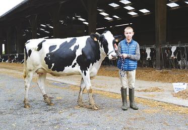 Marius Kropfeld avec l’une des trois vaches qu’il présentera samedi après-midi au concours prim’holstein du Comice de Forges. Une première pour lui et les animaux.