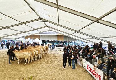 Concours interrégional Grand Ouest de blondes d’Aquitaine. 53 éleveurs ont soumis leurs animaux aux jugements de Peter Thissen et Thierry Bouas.