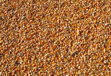 La conservation des céréales est devenue progressivement un enjeu essentiel en lien avec notre souveraineté alimentaire. 