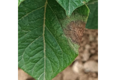 Exemple de mildiou sur une feuille de pomme de terre.