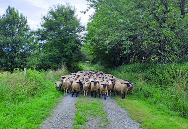 Rentrer en bergerie des agneaux d'herbe est toujours délicat.