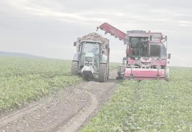 Les arrachages de betteraves ont commencé le 2 septembre dans le département.