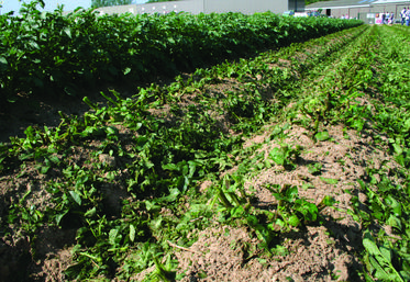 Des partenaires du secteur agricole s'engagent pour réduire l'utilisation et l'impact des produits phytosanitaires.