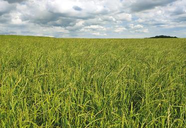 Une parcelle envahie de ray-grass.