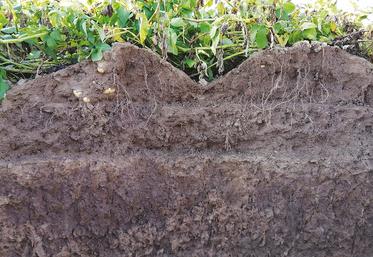 Sur la ferme France, la pomme de terre n’est pas la culture la plus émettrice de GES.