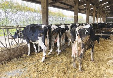 Une quinzaine de vaches malades dans un élevage laitier près de Forges-les-Eaux. Noter l’amaigrissement et la voussure du dos car les animaux ont des lésions sous les pieds.