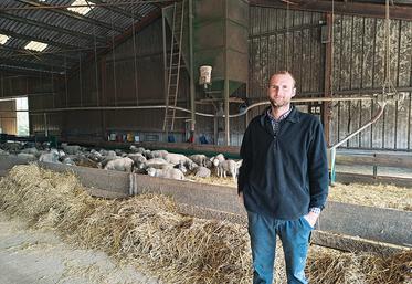 Romain Crignon, 33 ans, accueille aujourd’hui un cheptel de près de 400 brebis et leur suite dans une ancienne aire paillée destinée aux vaches.